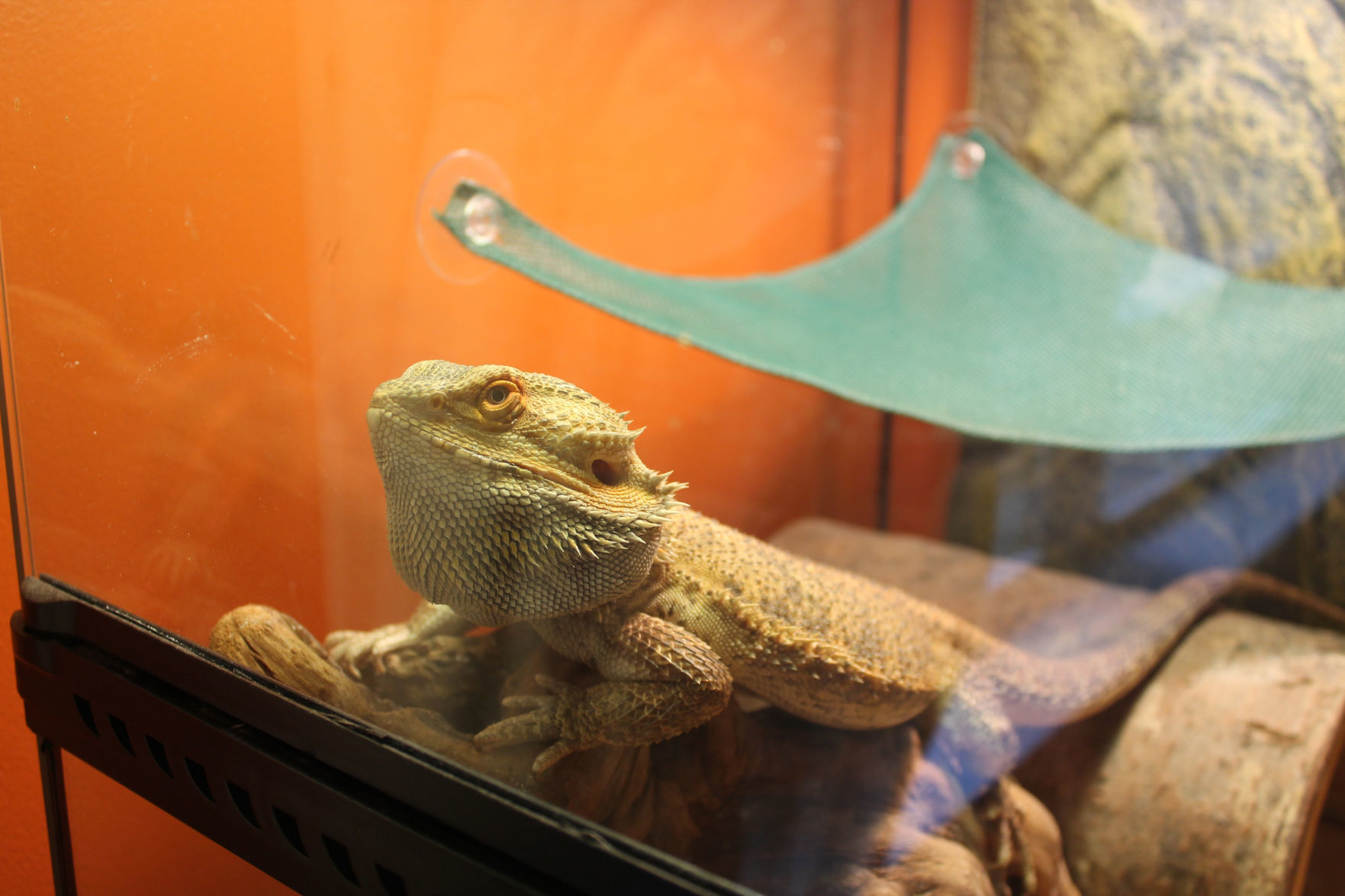 Reptiles